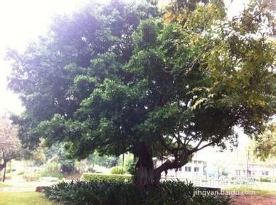 夏天走進山村果園應注意一些什麼？