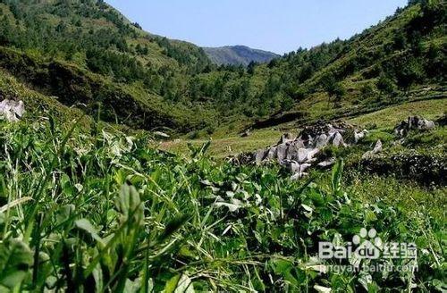 重慶到黃水森林公園---大風堡、千野草場二日遊