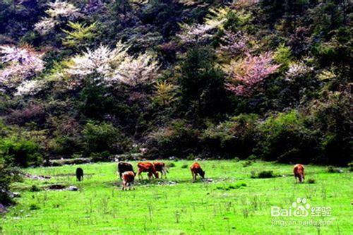 黃水國家森林公園