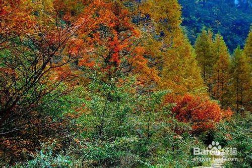 黃水國家森林公園