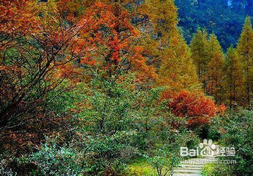 石柱黃水國家森林公園二日遊