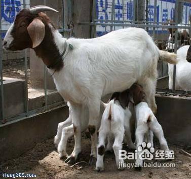 養羊籌劃飼料的方法