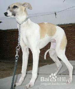 比特犬生病前有什麼症狀