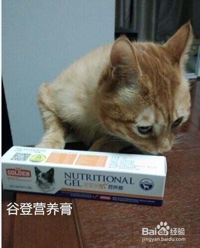 貓咪營養膏怎麼吃