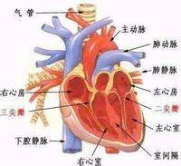 心臟不舒服怎麼辦