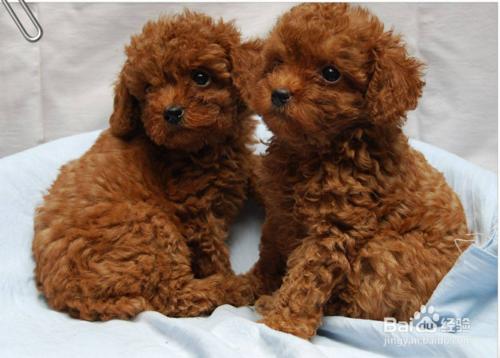 泰迪熊幼犬怎樣餵養