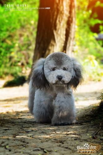 泰迪熊幼犬怎樣餵養