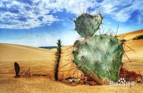 如何種植仙人掌