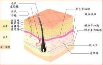 想做好日常護理就要先了解皮膚開始