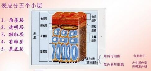 想做好日常護理就要先了解皮膚開始