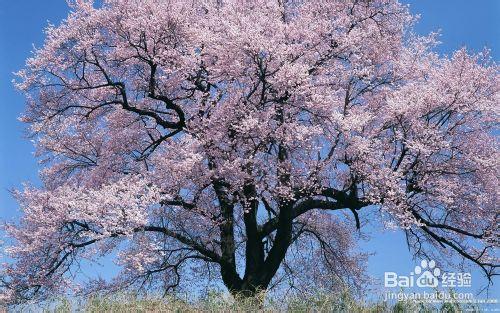 櫻花季，賞櫻花哪裡強？