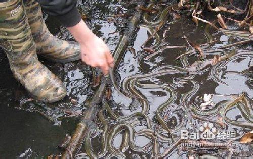 怎樣養黃鱔？