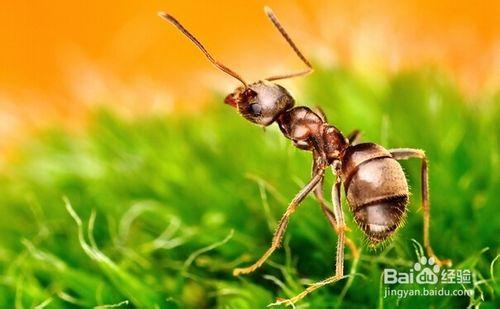 如何用物理的方法防制螞蟻