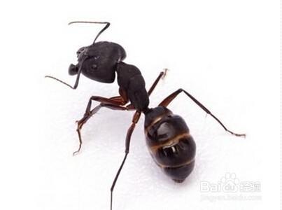 如何用物理的方法防制螞蟻