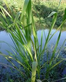 如何防治魚池藍藻水華