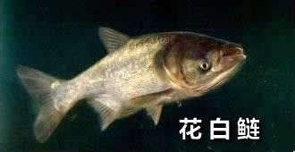 如何防治魚池藍藻水華