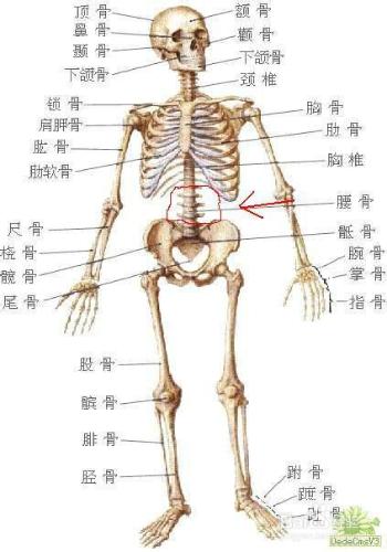 如何學習人體解剖生理學以及如何複習