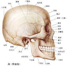 如何學習人體解剖生理學以及如何複習