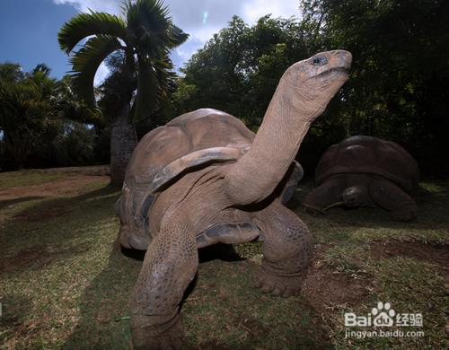 毛里求斯特色動物介紹