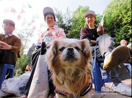 老年人家庭養狗應該注意這些事項