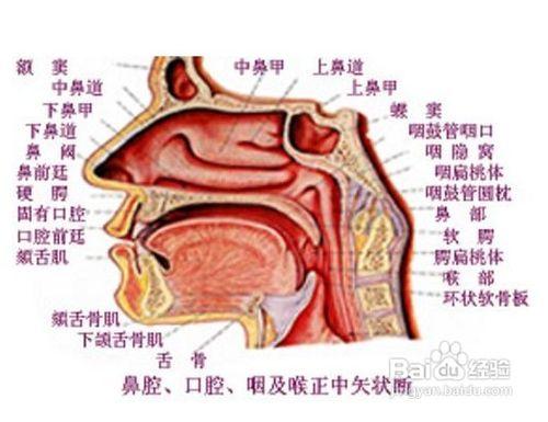 按摩鼻子巧治慢性鼻炎