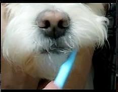 日常如何給狗狗清潔牙齒