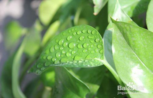 植物除甲醛，去除甲醛找幫手