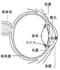 懷孕期眼睛會有什麼變化