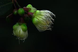 怎麼讓插的花長出根