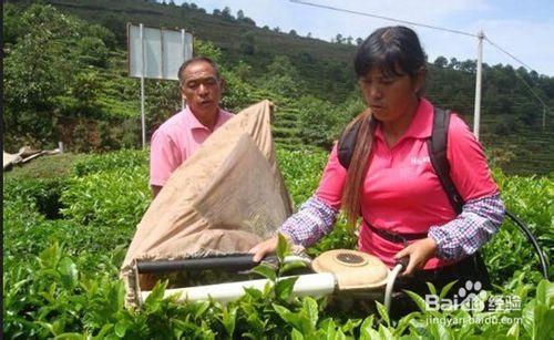 普洱茶傳統工業流程