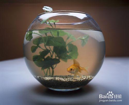 怎樣在家養活小金魚