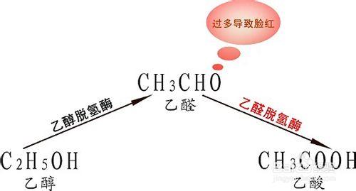 喝酒臉紅是怎麼回事？