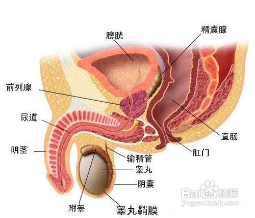 前列腺癌應該怎麼樣預防