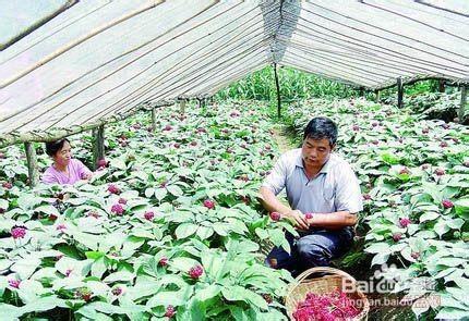 西洋參種植防治技術