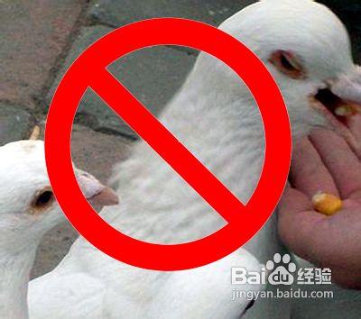 怎樣如何預防h7n9禽流感