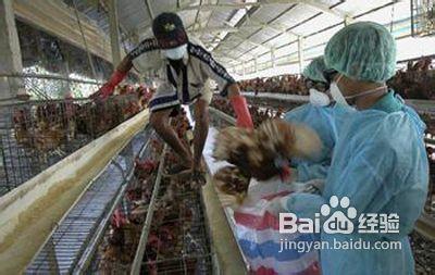 怎樣如何預防h7n9禽流感