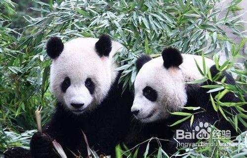 碧峰峽野生動物園_上裡古鎮二日遊攻略