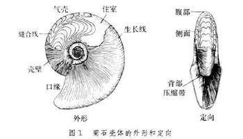 古生物認識：[1]如何區分菊石和鸚鵡螺