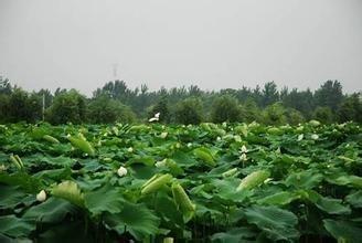 阜陽西湖的旅遊指南