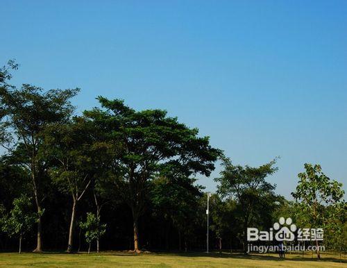 深圳好玩的景點,紅樹林公園景點介紹