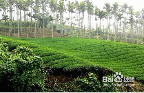 臺灣茶製造法及特性的介紹