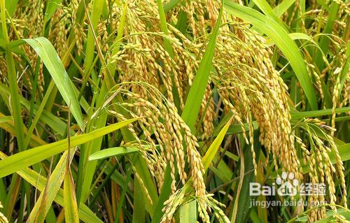 稻米的營養價值