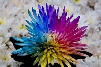 色彩斑斕的白菊
