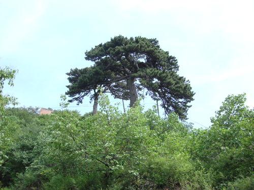 北京妙峰山旅遊攻略