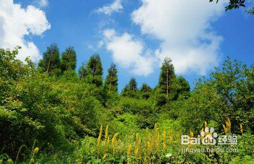 重慶周邊旅遊—金佛山、古佛洞、生態石林一日遊