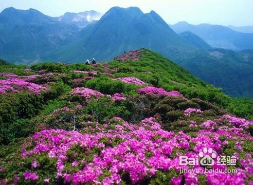 重慶周邊旅遊—金佛山、古佛洞、生態石林一日遊