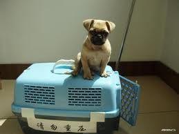 上海怎麼帶寵物出國去意大利