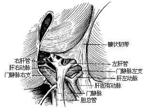 右半肝切除術手術步驟詳解