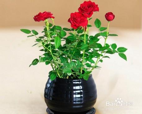 玫瑰花怎麼養護？