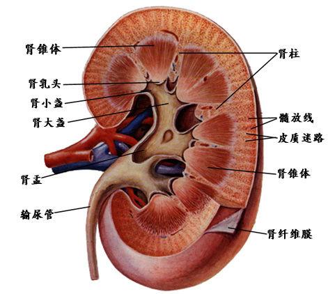 腎衰竭的四大自我保健方法